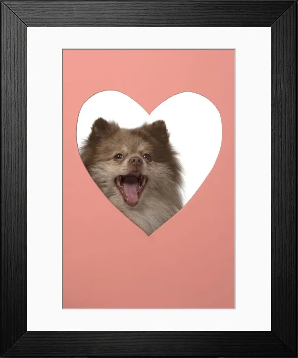 Framed Print : 13131596. DOG. Pomeranian, looking through heart shaped hole, face, expression Framed Print : 13131596. DOG. Pomeranian, looking through heart shaped hole, face, expression