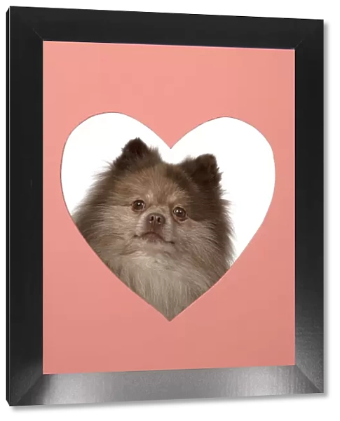 13131597. DOG. Pomeranian, looking through heart shaped hole, face, expression