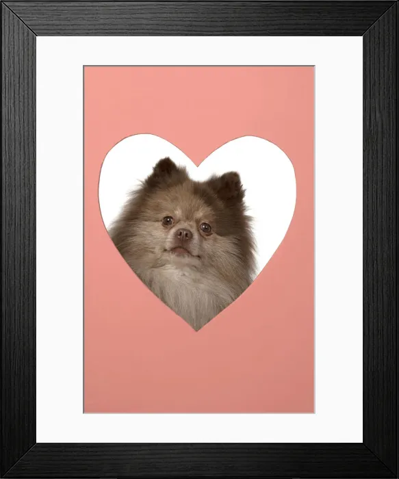 Framed Print : 13131597. DOG. Pomeranian, looking through heart shaped hole, face, expression Framed Print : 13131597. DOG. Pomeranian, looking through heart shaped hole, face, expression
