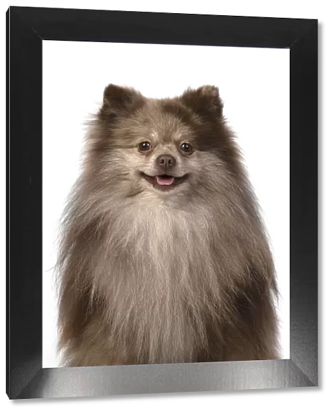 13131598. DOG. Pomeranian, head & shoulders, face, expression