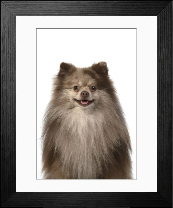 Framed Print : 13131598. DOG. Pomeranian, head and shoulders, face, expression Framed Print : 13131598. DOG. Pomeranian, head and shoulders, face, expression