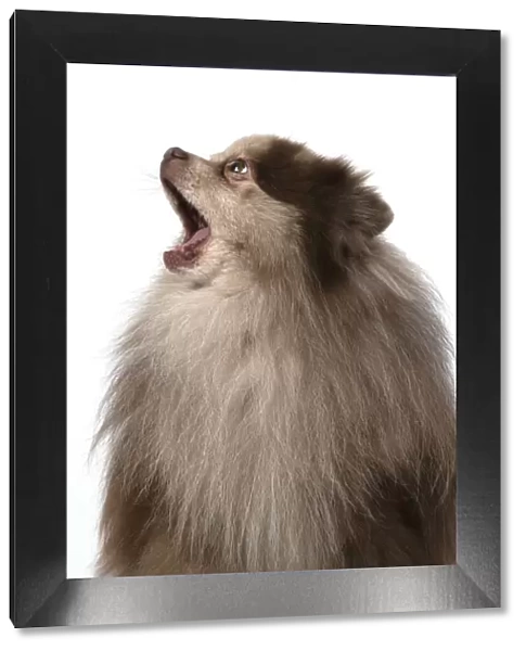 13131599. DOG. Pomeranian, head & shoulders, face, expression