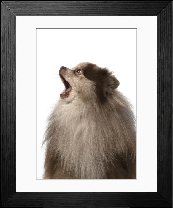 Framed Print : 13131599. DOG. Pomeranian, head and shoulders, face, expression Framed Print : 13131599. DOG. Pomeranian, head and shoulders, face, expression