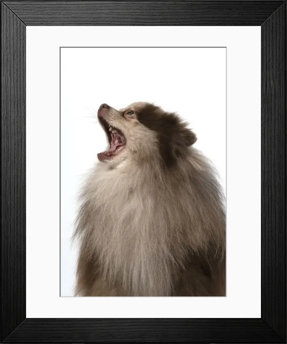 Framed Print : 13131600. DOG. Pomeranian, head and shoulders, face, expression Framed Print : 13131600. DOG. Pomeranian, head and shoulders, face, expression