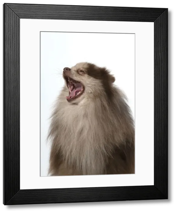 Framed Print : 13131601. DOG. Pomeranian, head and shoulders, face, expression Framed Print : 13131601. DOG. Pomeranian, head and shoulders, face, expression