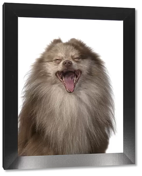13131602. DOG. Pomeranian, head & shoulders, face, expression