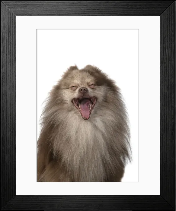 Framed Print : 13131602. DOG. Pomeranian, head and shoulders, face, expression Framed Print : 13131602. DOG. Pomeranian, head and shoulders, face, expression