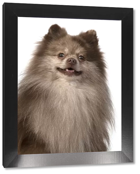 13131603. DOG. Pomeranian, head & shoulders, face, expression