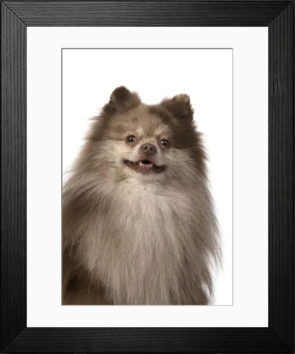 Framed Print : 13131603. DOG. Pomeranian, head and shoulders, face, expression Framed Print : 13131603. DOG. Pomeranian, head and shoulders, face, expression