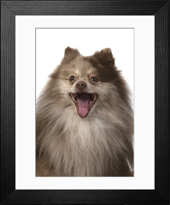 Framed Print : 13131604. DOG. Pomeranian, head and shoulders, face, expression Framed Print : 13131604. DOG. Pomeranian, head and shoulders, face, expression