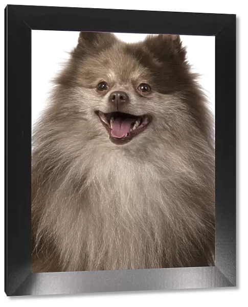13131605. DOG. Pomeranian, head & shoulders, face, expression