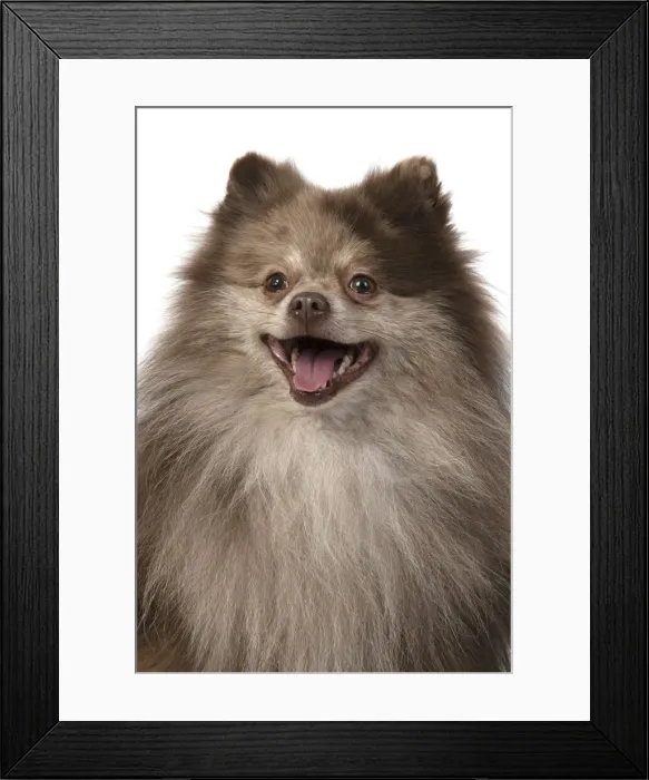 Framed Print : 13131605. DOG. Pomeranian, head and shoulders, face, expression Framed Print : 13131605. DOG. Pomeranian, head and shoulders, face, expression