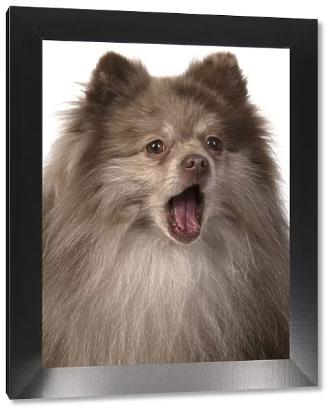 13131606. DOG. Pomeranian, head & shoulders, face, expression