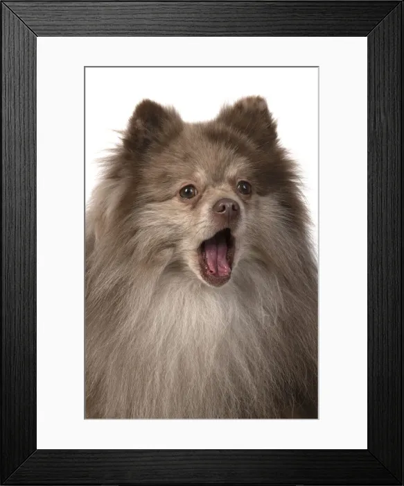 Framed Print : 13131606. DOG. Pomeranian, head and shoulders, face, expression
