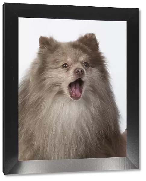 13131607. DOG. Pomeranian, head & shoulders, face, expression
