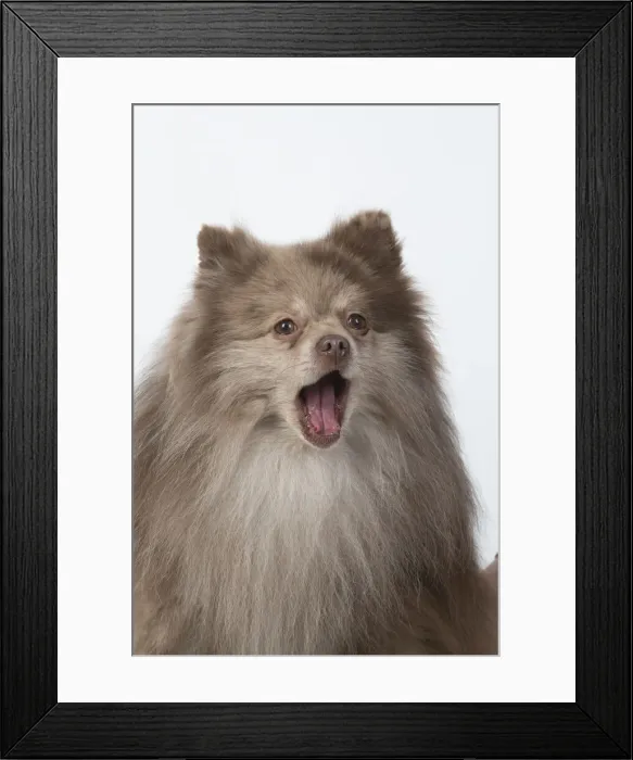 Framed Print : 13131607. DOG. Pomeranian, head and shoulders, face, expression Framed Print : 13131607. DOG. Pomeranian, head and shoulders, face, expression