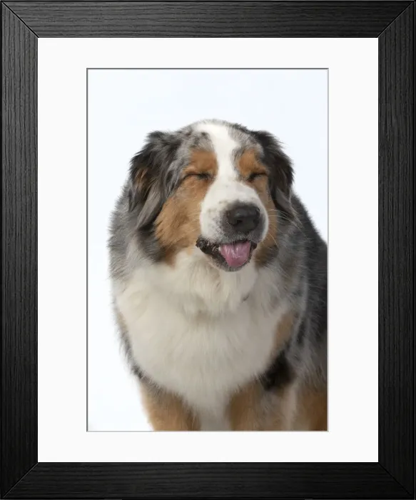Framed Print : 13131608. DOG. Australian Shepherd, head and shoulders Framed Print : 13131608. DOG. Australian Shepherd, head and shoulders