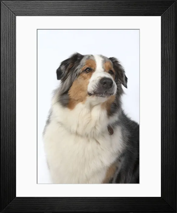 Framed Print : 13131609. DOG. Australian Shepherd, head and shoulders Framed Print : 13131609. DOG. Australian Shepherd, head and shoulders