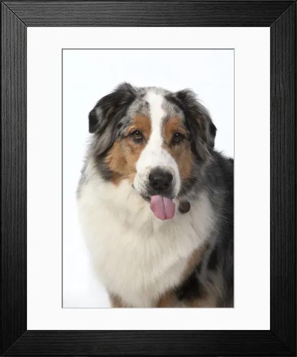 Framed Print : 13131610. DOG. Australian Shepherd, head and shoulders Framed Print : 13131610. DOG. Australian Shepherd, head and shoulders