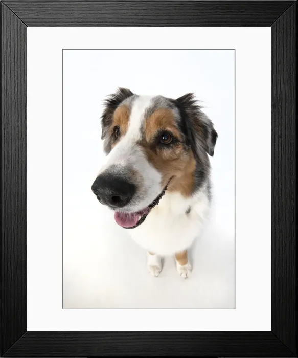 Framed Print : 13131611. DOG. Australian Shepherd, wide angle lens Framed Print : 13131611. DOG. Australian Shepherd, wide angle lens