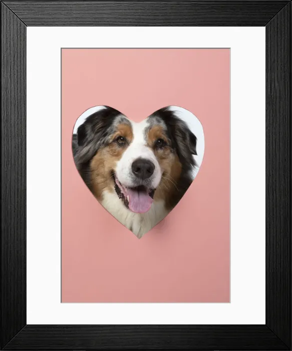 Framed Print : 13131612. DOG. Australian Shepherd, looking through heart shaped hole Framed Print : 13131612. DOG. Australian Shepherd, looking through heart shaped hole
