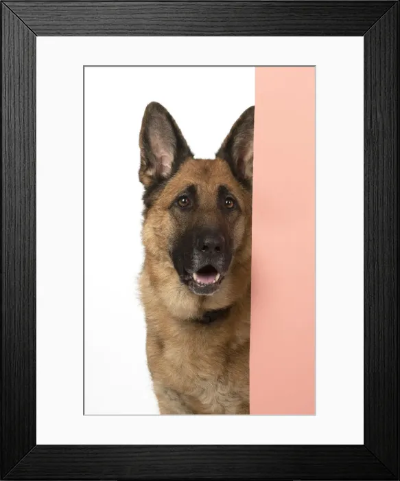 Framed Print : 13131613. DOG. German Shepherd, head and shoulders Framed Print : 13131613. DOG. German Shepherd, head and shoulders