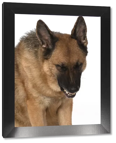 13131614. DOG. German Shepherd, head & shoulders