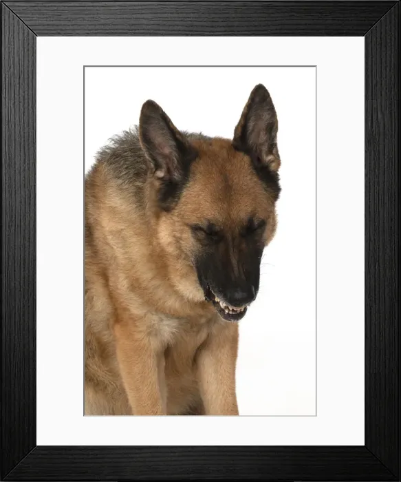 Framed Print : 13131614. DOG. German Shepherd, head and shoulders Framed Print : 13131614. DOG. German Shepherd, head and shoulders