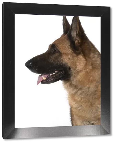 13131615. DOG. German Shepherd, head & shoulders
