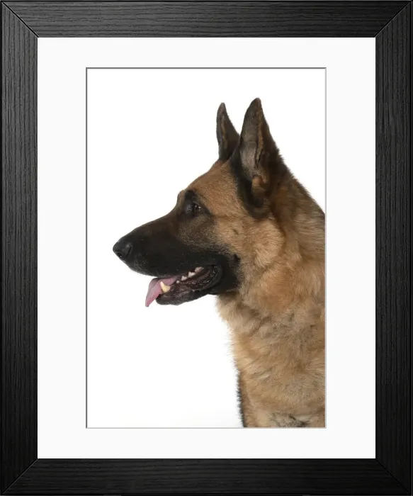 Framed Print : 13131615. DOG. German Shepherd, head and shoulders Framed Print : 13131615. DOG. German Shepherd, head and shoulders