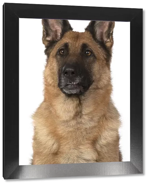13131616. DOG. German Shepherd, head & shoulders