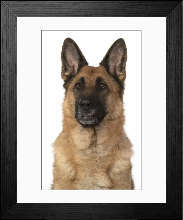 Framed Print : 13131616. DOG. German Shepherd, head and shoulders Framed Print : 13131616. DOG. German Shepherd, head and shoulders