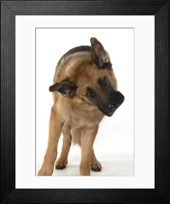 Framed Print : 13131618. DOG. German Shepherd, shaking its head
