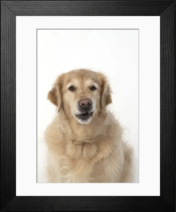 Framed Print : 13131619. DOG. Golden Retriever, sitting head Framed Print : 13131619. DOG. Golden Retriever, sitting head