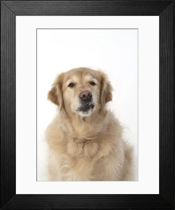 Framed Print : 13131620. DOG. Golden Retriever, sitting head Framed Print : 13131620. DOG. Golden Retriever, sitting head