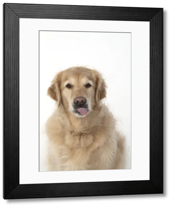 Framed Print : 13131621. DOG. Golden Retriever, sitting head Framed Print : 13131621. DOG. Golden Retriever, sitting head