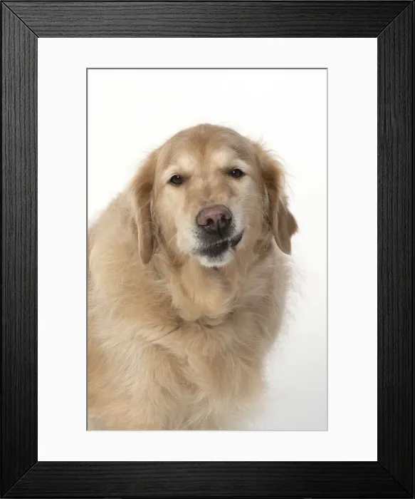 Framed Print : 13131622. DOG. Golden Retriever, sitting head Framed Print : 13131622. DOG. Golden Retriever, sitting head