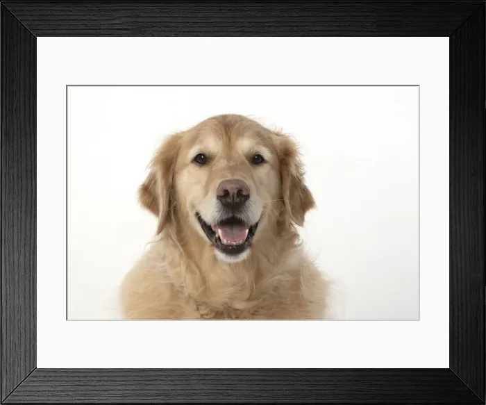 Framed Print : 13131623. DOG. Golden Retriever, sitting head Framed Print : 13131623. DOG. Golden Retriever, sitting head