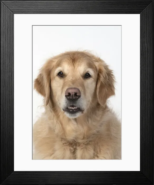 Framed Print : 13131624. DOG. Golden Retriever, sitting head Framed Print : 13131624. DOG. Golden Retriever, sitting head