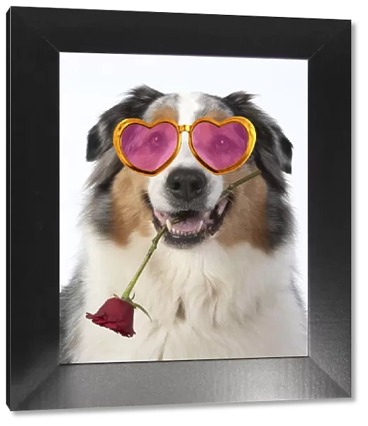 13131625. DOG. Australian Shepherd, holding a red rose wearing heart shaped glasses Date