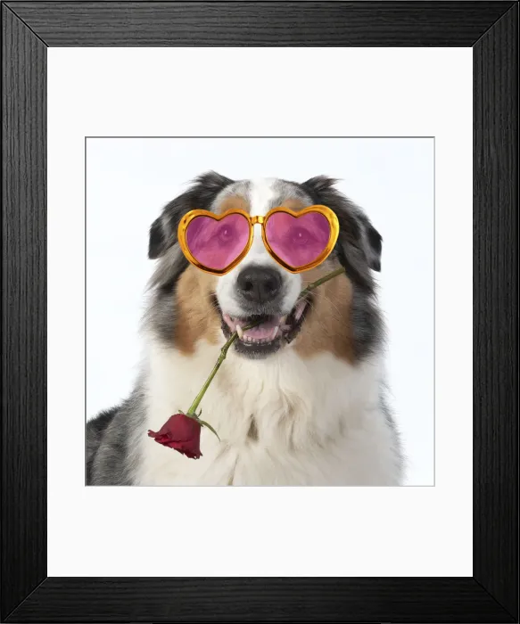 Framed Print : 13131625. DOG. Australian Shepherd, holding a red rose wearing heart shaped glasses Date Framed Print : 13131625. DOG. Australian Shepherd, holding a red rose wearing heart shaped glasses Date