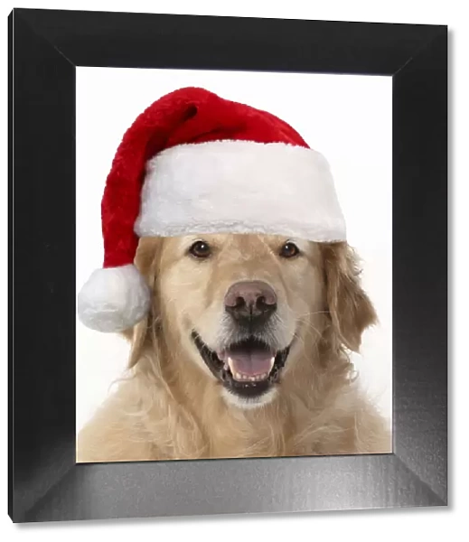 13131626. DOG. Golden Retriever, sitting head & shoulders wearing a Christmas hat Date