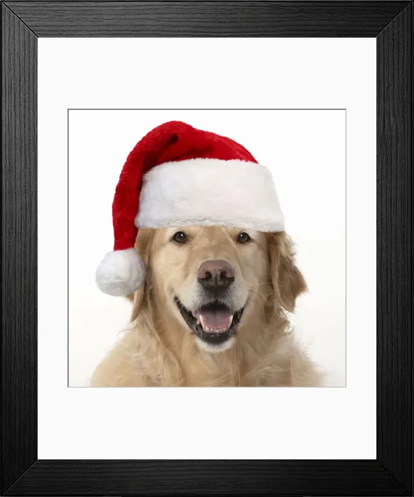 Framed Print : 13131626. DOG. Golden Retriever, sitting head and shoulders wearing a Christmas hat Date Framed Print : 13131626. DOG. Golden Retriever, sitting head and shoulders wearing a Christmas hat Date