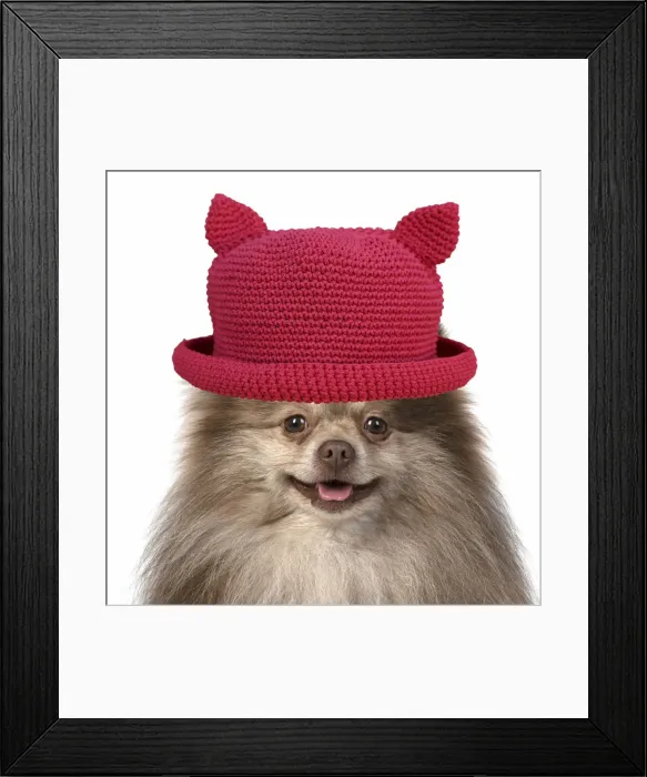 Framed Print : 13131627. DOG. Pomeranian, head and shoulders wearing a red hat with ears Date Framed Print : 13131627. DOG. Pomeranian, head and shoulders wearing a red hat with ears Date