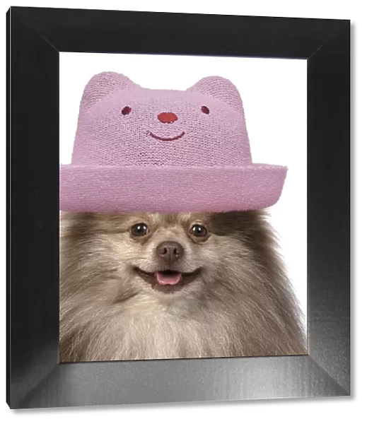 13131628. DOG. Pomeranian, head & shoulders wearing a pink smiling hat Date