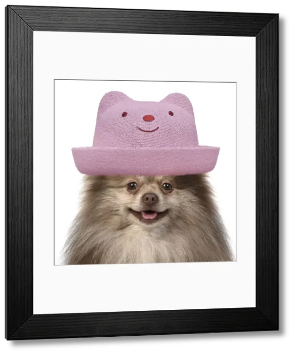 Framed Print : 13131628. DOG. Pomeranian, head and shoulders wearing a pink smiling hat Date Framed Print : 13131628. DOG. Pomeranian, head and shoulders wearing a pink smiling hat Date