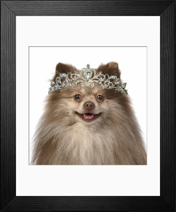 Framed Print : 13131629. DOG. Pomeranian, head and shoulders, wearing a tiara Date Framed Print : 13131629. DOG. Pomeranian, head and shoulders, wearing a tiara Date