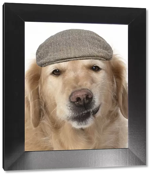 13131631. DOG. Golden Retriever, sitting head & shoulders wearing a flat cap Date