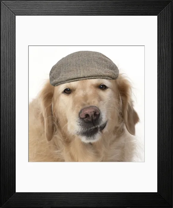 Framed Print : 13131631. DOG. Golden Retriever, sitting head and shoulders wearing a flat cap Date Framed Print : 13131631. DOG. Golden Retriever, sitting head and shoulders wearing a flat cap Date