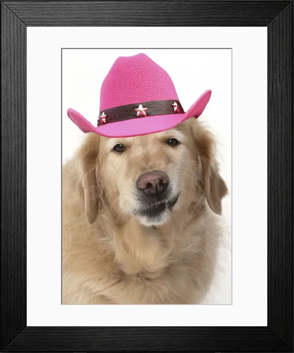 Framed Print : 13131632. DOG. Golden Retriever, sitting head and shoulders wearing a pink cowboy hat Date Framed Print : 13131632. DOG. Golden Retriever, sitting head and shoulders wearing a pink cowboy hat Date